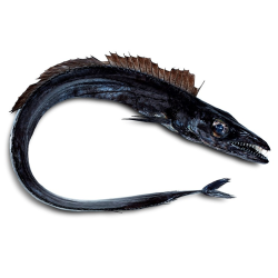 PEIXE ESPADA PRETO MOREIRA 12x1Kg