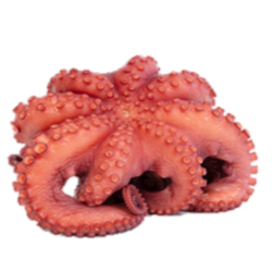 REY DEL PULPO PULPO C/CABEZA RIZ.FLOR T4 10x 1,5-2Kg