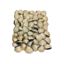 PERLA DEL MAR AMEIJOA BR. 60/80 10x1Kg(1kg neto.)